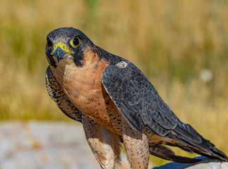 Close Up Barbary Falcon Portrait