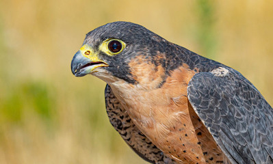 Close Up Barbary Falcon Portrait