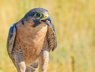 Close Up Barbary Falcon Portrait