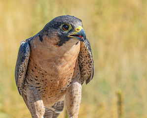 Close Up Barbary Falcon Portrait
