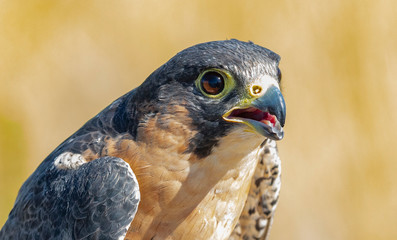 Close Up Barbary Falcon Portrait