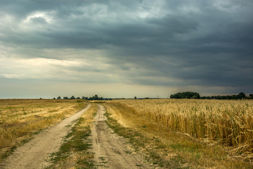 A sandy road and a field of grain, horizon and rainy cloud