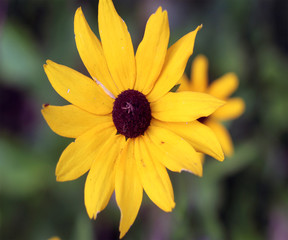 yellow flower