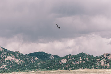 Beautiful landscape of the mountains and blue sky and a flying eagle
