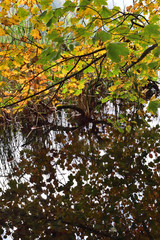 Landscape in Plitvice National Park, Croatia, in the fall