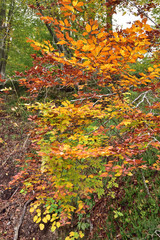 Landscape in Plitvice National Park, Croatia, in the fall