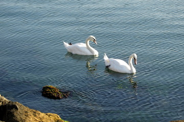 swans on the lake
