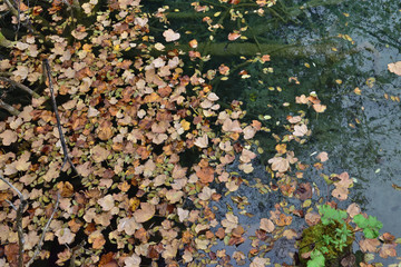 Landscape in Plitvice National Park, Croatia, in the fall