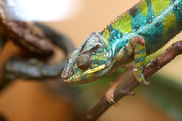 Caméléon - reptile