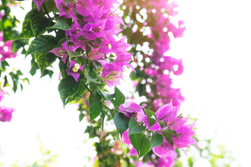 Pink bougainvillea under the sun at the morning.