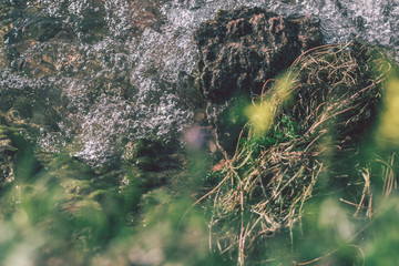 Wild flowers are growing on the field near the mountains 