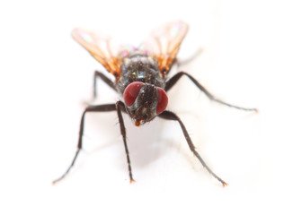 The House Fly - Musca Domestica is dangerous vehicle of pathogens. Insect isolated on white background.