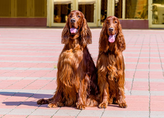 Two Irish Setters. Two Irish Setters haunch.      