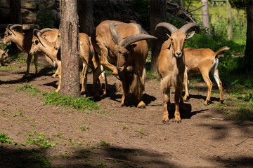 Barbary sheep (Ammotragus lervia) or aoudad is a species  native to rocky mountains in North Africa. Is non-native species into the wild of New Mexico and Texas.