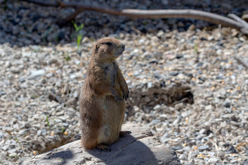 The black-tailed prairie dog (Cynomys ludovicianus)