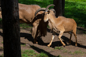 Barbary sheep (Ammotragus lervia) or aoudad is a species  native to rocky mountains in North Africa. Is non-native species into the wild of New Mexico and Texas.