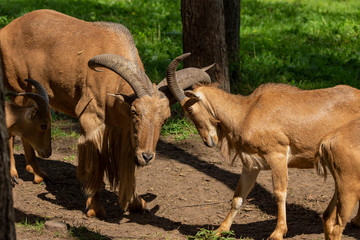 Naklejka na ściany i meble Barbary sheep (Ammotragus lervia) or aoudad is a species native to rocky mountains in North Africa. Is non-native species into the wild of New Mexico and Texas.