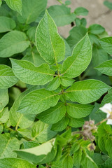 Green leafs close up of potatoes as background