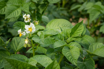 Potato flowers and green leaves. Potato field in the Netherlands. Summer.