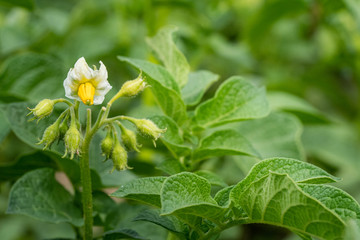 Potato flowers and green leaves. Potato field in the Netherlands. Summer.