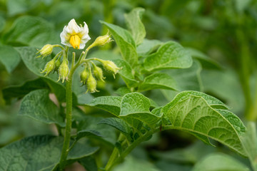 Potato flowers and green leaves. Potato field in the Netherlands. Summer.