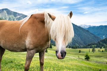 Horse In Mountains