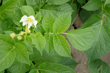 Potato flowers and green leaves. Potato field in the Netherlands. Summer.