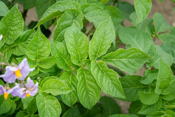 Green leafs close up of potatoes as background