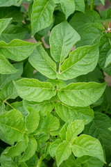 Green leafs close up of potatoes as background