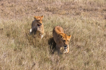 Two young lions hunting in the savannah, in Tanzania