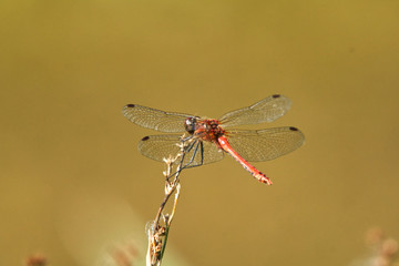 close up of a dragonfly perched on a reed