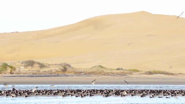 A static medium shot of seagulls landing at the sand dunes of Arroyo Valizas, Uruguay. The dunes lie behind the birds, the river half covers the river bed as the tide moves.