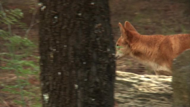 A wild dingo dog runs through the bush in Australia.