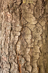 The bark of pine. Brown background of natural wood. The texture of the bark of a tree. Creative vintage background.