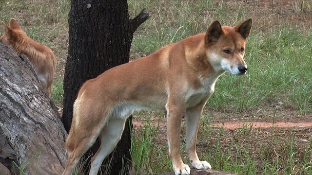 Two wild dingo dogs walk in the bush of Australia.