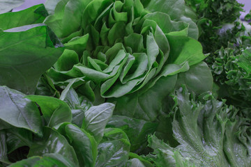 Set of greens for salads: salad and leaves of curly salad. Close-up