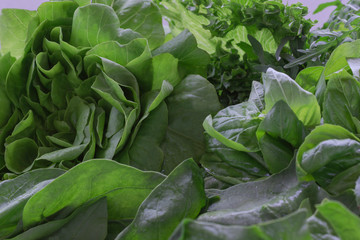 Green lettuce leaves. Close up