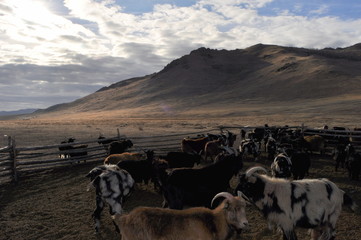 Obraz premium herd of cows in the desert
