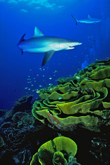 Shark Fiji Reef