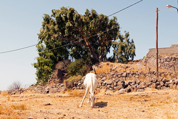 A horse and a tree in Patmos, Greece