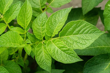 Green leafs close up of potatoes as background