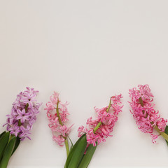 multicolored fragrant fresh hyacinth on a light background
