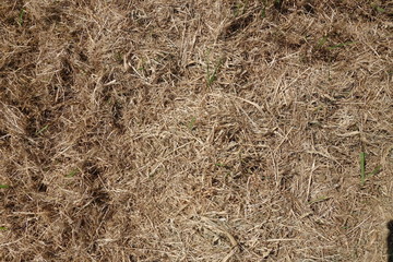 sun burnt grass