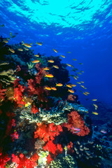 Obraz na płótnie Canvas Anthias Shoal & Soft Corals Fiji