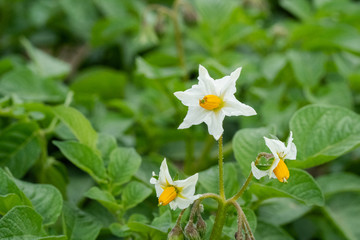 Potato flowers and green leaves. Potato field in the Netherlands. Summer.