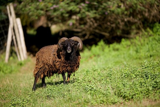 59 Best Mouton Noir Images Stock Photos Vectors Adobe Stock