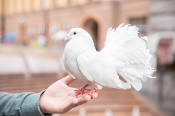 One beautiful white pigeon with fluffy tails sitting on the hand.