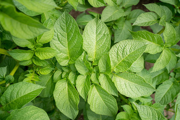 Green leafs close up of potatoes as background