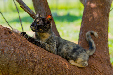 cat, pet, feline