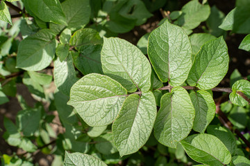 Green leafs close up of potatoes as background